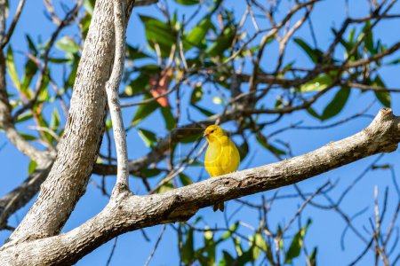 True Canary (Sicalis flaveola). Pájaro "Canrio da terra".
