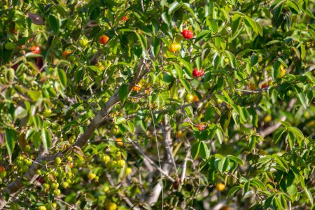 Photo for Ripe pitanga fruits (Eugenia uniflora),on the tree and blurred background - Royalty Free Image