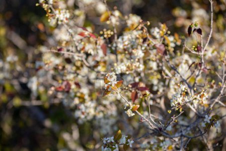 Téléchargez les photos : Fruits de pitanga mûrs (Eugenia uniflora), sur l'arbre et fond flou - en image libre de droit