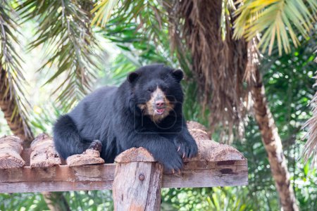 Photo for Spectacled bear or Andean bears are a subspecies that lives in South America(Tremarctos ornatus) Portrait and selective focus - Royalty Free Image