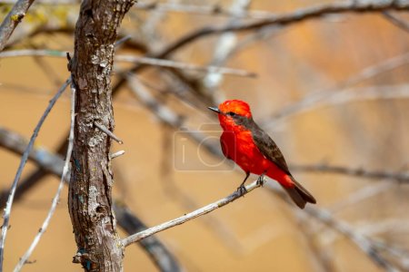 Foto de Pequeño pájaro rojo conocido como "príncipe" Pyrocephalus rubinus posado sobre un árbol seco con cielo azul y fondo de luna llena - Imagen libre de derechos