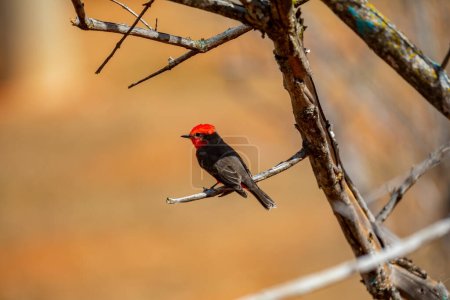 Pequeño pájaro rojo conocido como "príncipe" Pyrocephalus rubinus posado sobre un árbol seco con cielo azul y fondo de luna llena