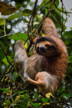 Photo for Do you see a sloth before? this is the most friendly sloth - Royalty Free Image