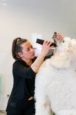 Téléchargez les photos : Young female groomer shaving the snout of a giant white poodle - en image libre de droit