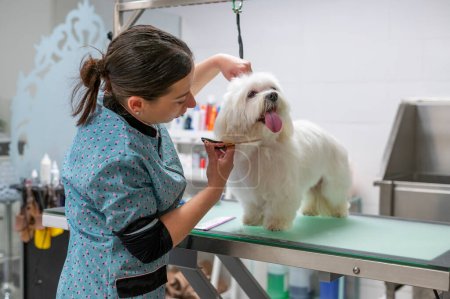 : Joven peluquera de perros acicalando un pequeño perro maltés blanco haciendo contacto visual. Foto de alta calidad
