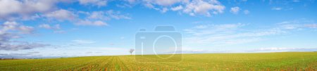 Foto de Increíble imagen panorámica de cielos azules y nubes blancas dispersas y tierra de cultivo verde con un solo árbol. Foto de alta calidad - Imagen libre de derechos