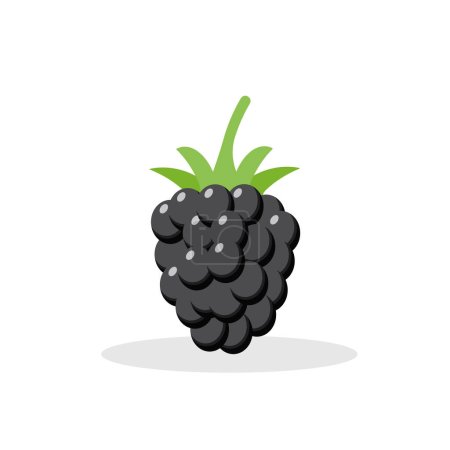 Illustration for Blackberry isolated on white background. Vector illustration. Eps 10. - Royalty Free Image