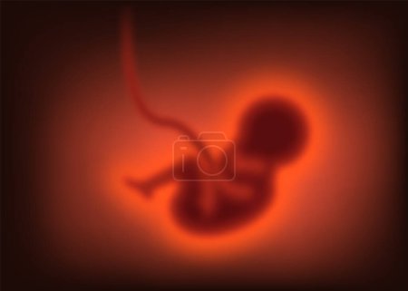 Ilustración de Pregnancy concept. Blurred Child in the womb, embryo. Vector illustration. Eps 10. - Imagen libre de derechos