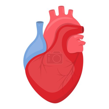 Illustration for 3d realistic human heart. Anatomically correct heart with venous system isolated on white background. Vector illustration. Eps 10. - Royalty Free Image