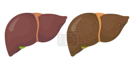 Illustration for Human liver icon isolated on white background. Vector illustration. Eps 10. - Royalty Free Image