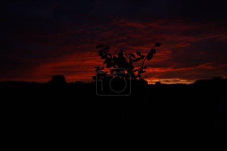 Photo for Beautiful landscape with trees, sky, sun and clouds - Royalty Free Image