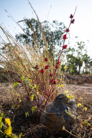 Téléchargez les photos : Cette plante Rosella rouge pousse dans la brousse australienne au sein d'une touffe d'herbe sans prétention. Aucune autre plante de Rosella n'est présente dans la région. Sa couleur rouge riche contraste avec la végétation sèche qui l'entoure. - en image libre de droit