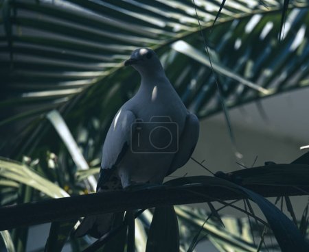 Photo for A beautiful white imperial pigeon sits on a green palm tree branch next to to some palm tree berries. - Royalty Free Image