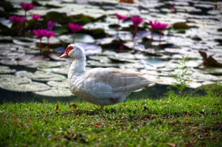 White duck standing on the bank of a lotus pond.
