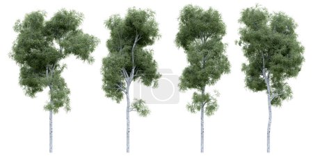 Photo for Birch tree on isolated background. 3d rendering of forest scape objects. - Royalty Free Image