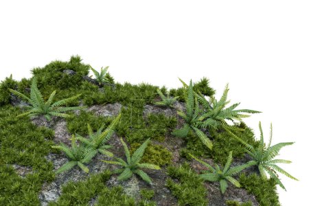 Téléchargez les photos : Plantes de mousse sur pierre vue rapprochée. rendu 3d d'objets isolés. - en image libre de droit
