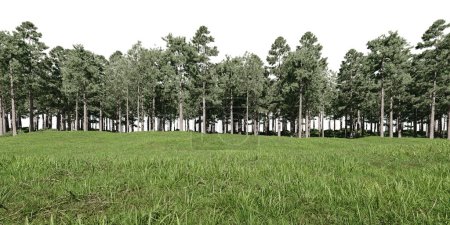 Téléchargez les photos : Forêt avec prairie. rendu 3d d'objets isolés. - en image libre de droit