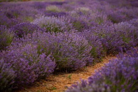 Foto de Lavender fields with aroma all around - Imagen libre de derechos