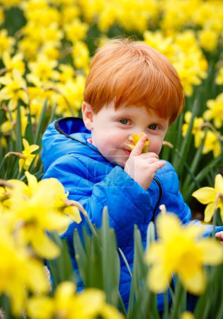 Redheaded little boy crouching in daffodil field