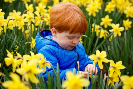 Redheaded little boy crouching in daffodil fiel