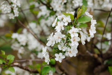 Árbol de flor de cerezo blanco en pradera primaveral