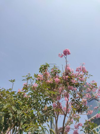Photo for The romantic tree's tabebuia are white and pink bloom in the garden - Royalty Free Image