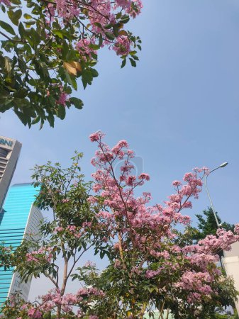 Photo for Jakarta, 12 November 2023. The romantic tree's tabebuia are white and pink bloom in the garden - Royalty Free Image