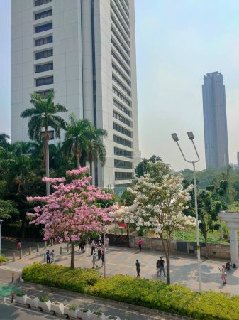 Photo for Jakarta, 12 November 2023. The romantic tree's tabebuia are white and pink bloom on the roadside - Royalty Free Image