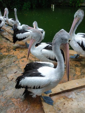 A flock of Australian pelicans (Pelecanus conspicillatus) relax by the pond, Ragunan Zoo