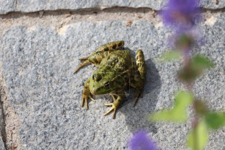 Green frog sitting on floor