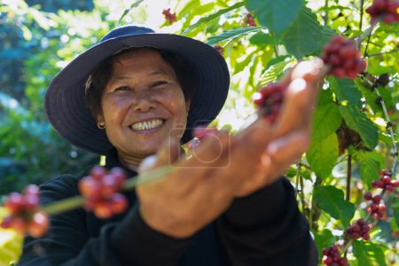 Téléchargez les photos : Agriculteur dans la plantation récolte de baies de café dans la récolte agricole Robusta et arabica baies de café - en image libre de droit