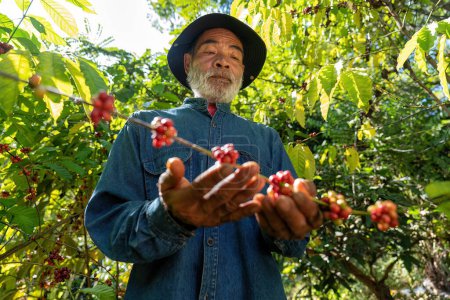 Foto de Agricultor en la cosecha de bayas de café plantación en la cosecha de la granja bayas de café Robusta y arabica - Imagen libre de derechos