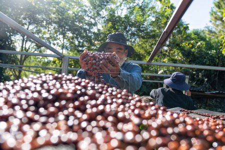 Téléchargez les photos : Farmer utilisation main tourner les grains de café à l'envers baies séchage processus naturel sous la lumière du soleil - en image libre de droit