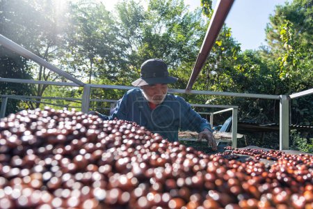 Téléchargez les photos : Farmer utilisation main tourner les grains de café à l'envers baies séchage processus naturel sous la lumière du soleil - en image libre de droit