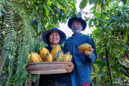 Photo for Farmer in Coco Chocolate Plant hold coco fruit or ripe coco basket smiling portrait look at camera - Royalty Free Image