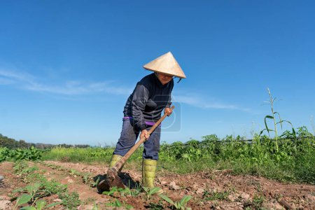 Téléchargez les photos : Plantation d'agriculteurs creusant du sol pour planter de jeunes arbres à tabac le matin ensoleillé dans le jardin - en image libre de droit