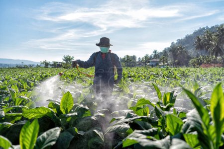 Photo for Farmer carry spraying engine on back and spray pesticide mixed with water on tobacco tree - Royalty Free Image