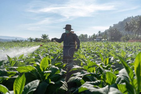 Photo for Farmer carry spraying engine on back and spray pesticide mixed with water on tobacco tree - Royalty Free Image