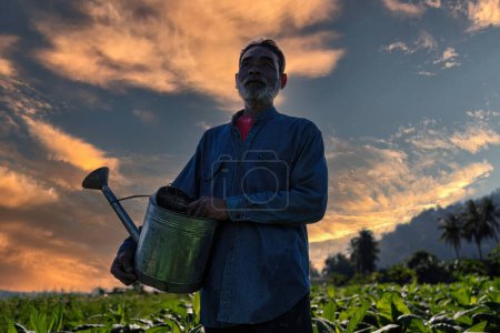 Photo for Farmer check growth of tobacco leaves on sunshine morning in garden use watering can spread water - Royalty Free Image