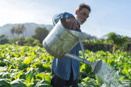 Téléchargez les photos : Farmer vérifier la croissance des feuilles de tabac le matin ensoleillé dans le jardin utilisation arrosage peut répandre l'eau - en image libre de droit