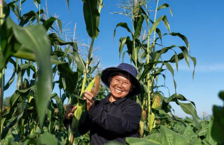 Téléchargez les photos : Farmer plantation attention vérifier la croissance de la feuille de maïs le matin ensoleillé dans le jardin - en image libre de droit