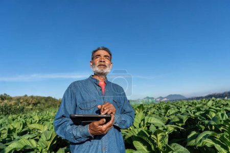Photo for Farmer plantation check growth of tobacco leaf take note to tablet on sunshine morning in garden - Royalty Free Image
