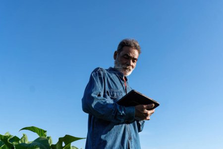 Téléchargez les photos : Fermier plantation vérifier la croissance de la feuille de tabac prendre note à la tablette sur le soleil matin dans le jardin - en image libre de droit