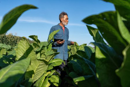 Foto de La plantación del agricultor comprueba el crecimiento de la hoja de tabaco tome nota a la tableta en la mañana del sol en jardín - Imagen libre de derechos