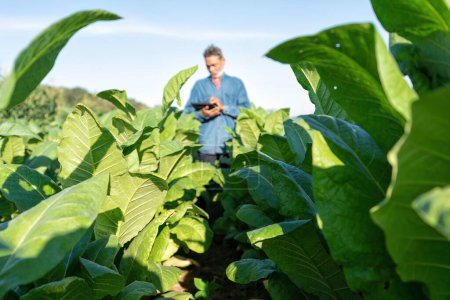 Foto de La plantación del agricultor comprueba el crecimiento de la hoja de tabaco tome nota a la tableta en la mañana del sol en jardín - Imagen libre de derechos