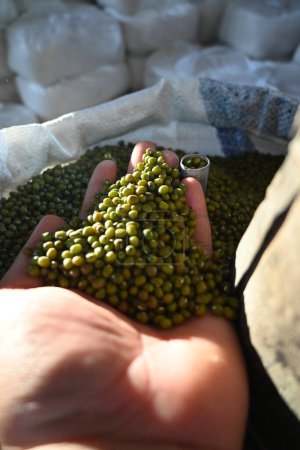 Téléchargez les photos : Haricots verts dans le marché traditionnel aceh. - en image libre de droit