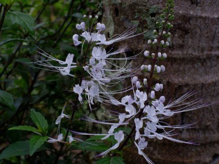 Téléchargez les photos : Kumis kucing plant (Orthosiphon aristatus) is a herbal medicinal plant originating from Indonesia - en image libre de droit