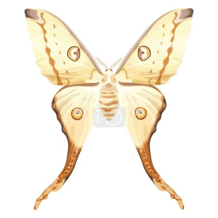 Illustration for Indian Moon Moth. White exotic butterfly. Tropical insect. The moth is a mystical symbol and talisman. Stock vector illustration isolated on white background. - Royalty Free Image
