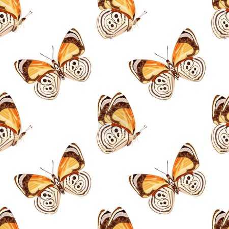 Ilustración de Patrón sin costura con mariposa naranja-diaethria clymena. Insecto tropical. Ilustración de vector de stock sobre fondo blanco. - Imagen libre de derechos