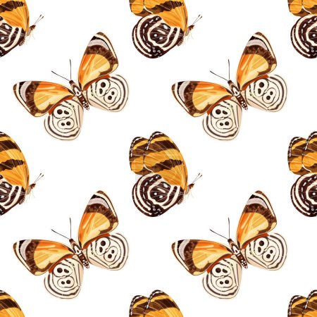 Ilustración de Patrón sin costura con mariposa naranja-diaethria clymena. Insecto tropical. Ilustración de vector de stock sobre fondo blanco. - Imagen libre de derechos
